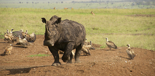 plus254 Hotels - Nairobi National Park